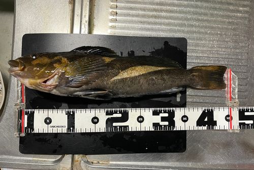 アイナメの釣果