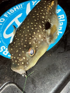 フグの釣果