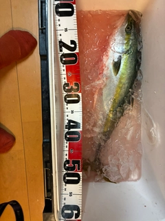 ワラサの釣果