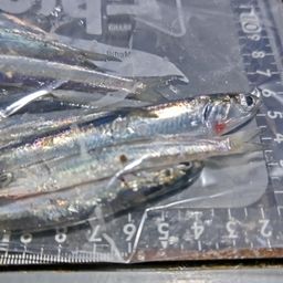 カタクチイワシ