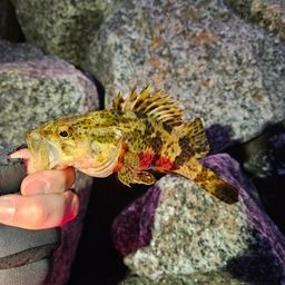 タケノコメバル