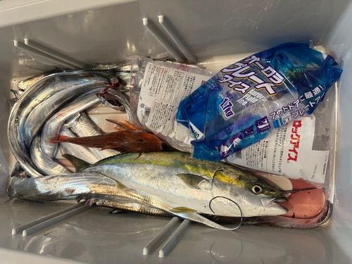 タチウオの釣果