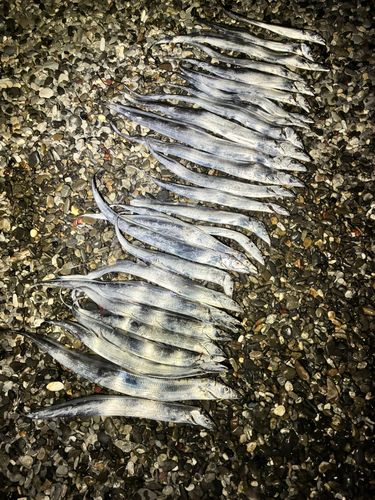 タチウオの釣果