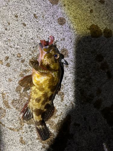 カサゴの釣果