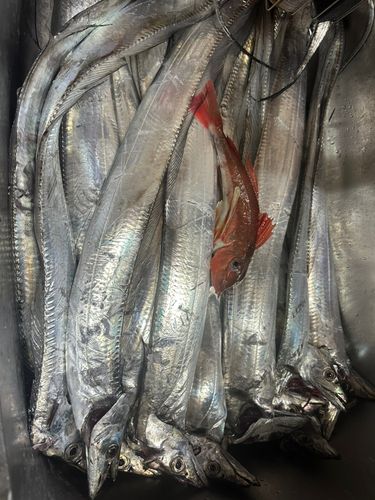 タチウオの釣果