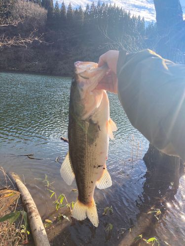 ブラックバスの釣果