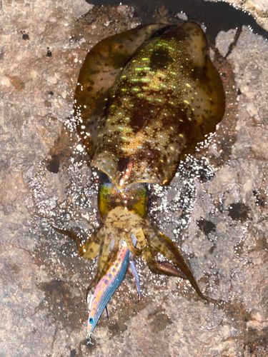 アオリイカの釣果