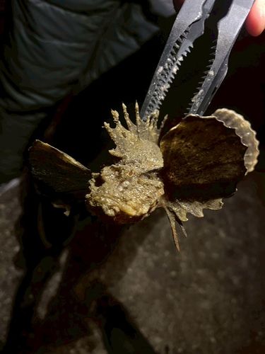 オニオコゼの釣果