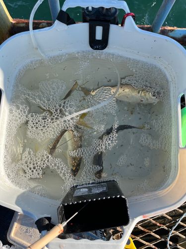 コノシロの釣果