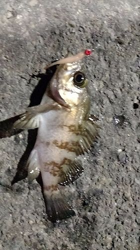 アカメバルの釣果