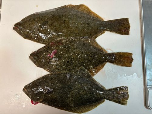 ヒラメの釣果