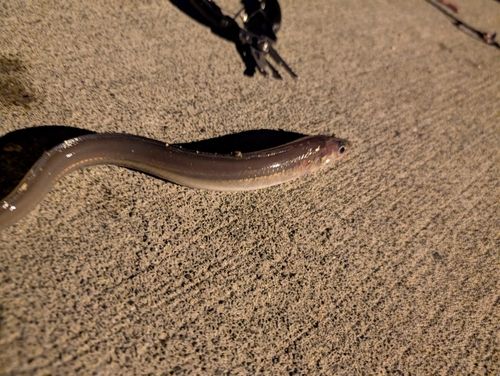 船越湾（岩手）