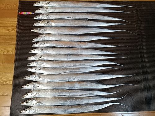 タチウオの釣果