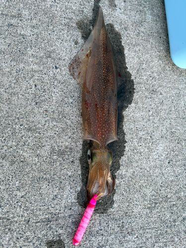 イカの釣果