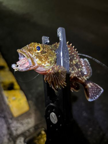 アラカブの釣果