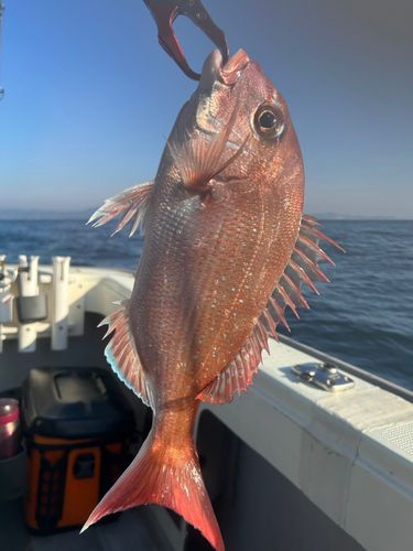 マダイの釣果