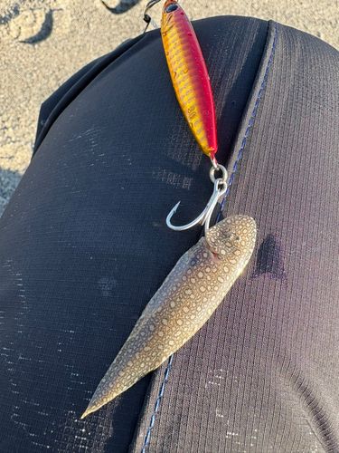 シタビラメの釣果