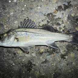 セイゴ（ヒラスズキ）