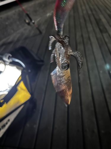 船橋港親水公園