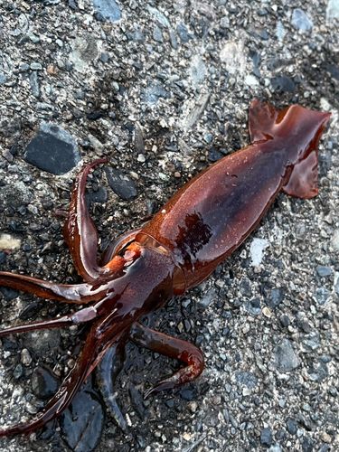 ヤリイカの釣果