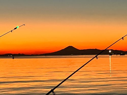 セイゴ（マルスズキ）の釣果