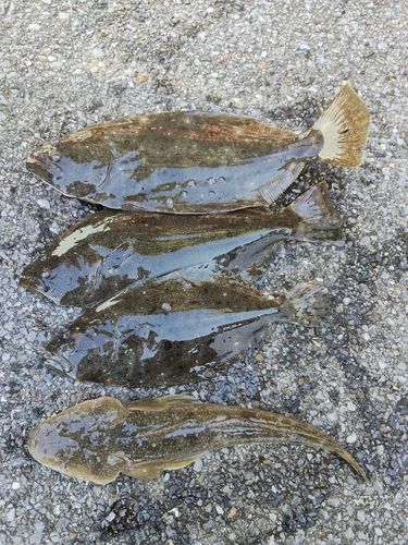 新舞子海岸（富津）