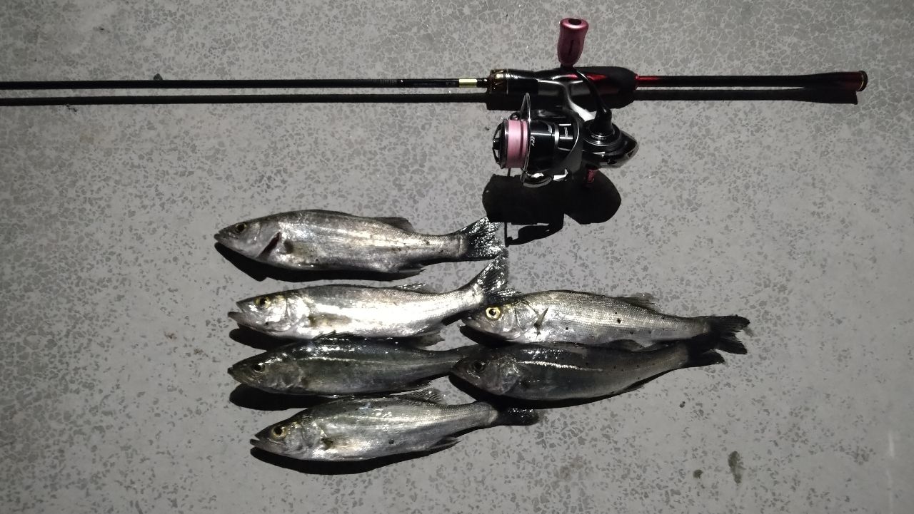 セイゴ（マルスズキ）