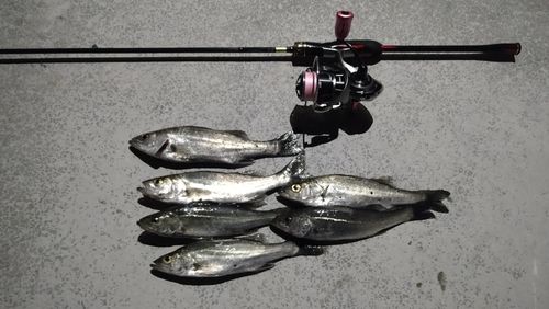 セイゴ（マルスズキ）の釣果