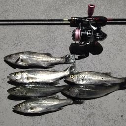 セイゴ（マルスズキ）