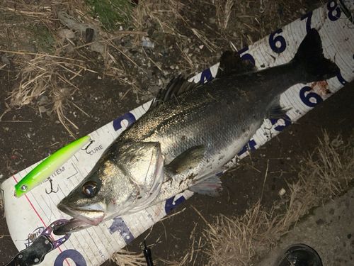 シーバスの釣果