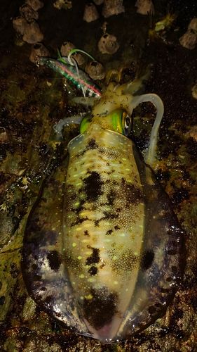 アオリイカの釣果