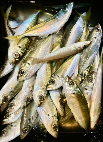 アジの釣果