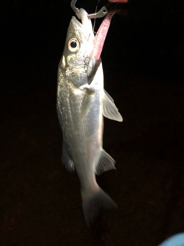 東京湾（アクアライン以北）