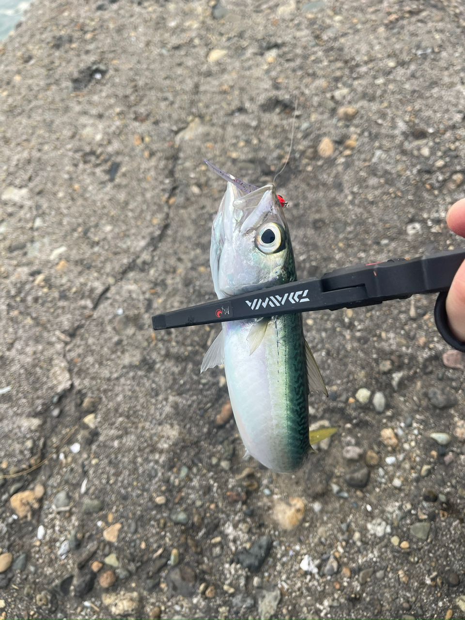 20コルトux612L （ジャンク品） 20コルトUX 612 中古品 オリムピック 20コルトUX 20GCORUS612-HS