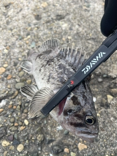 クロソイの釣果