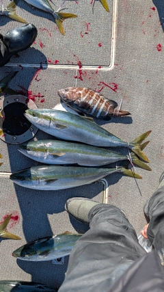 イナダの釣果