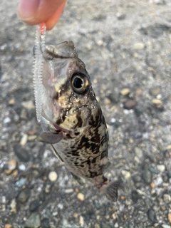 クロソイの釣果