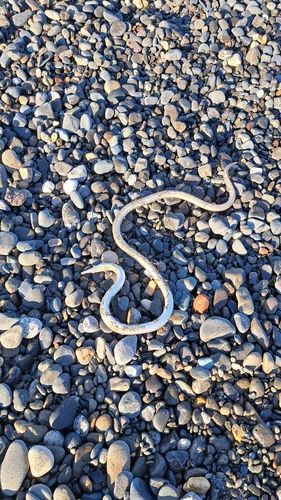 カスザメの釣果