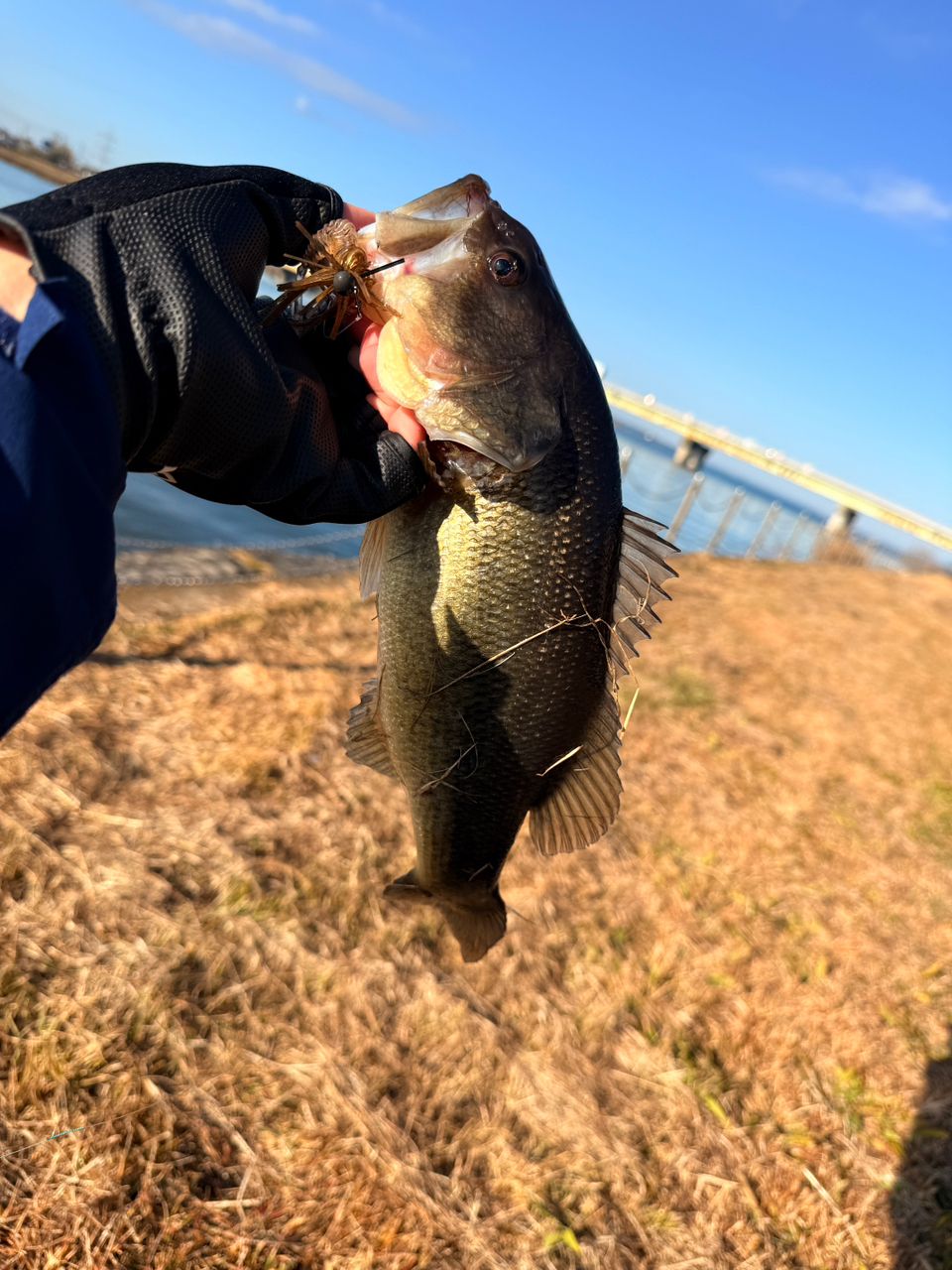 ラージマウスバス