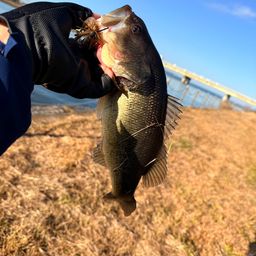 ラージマウスバス