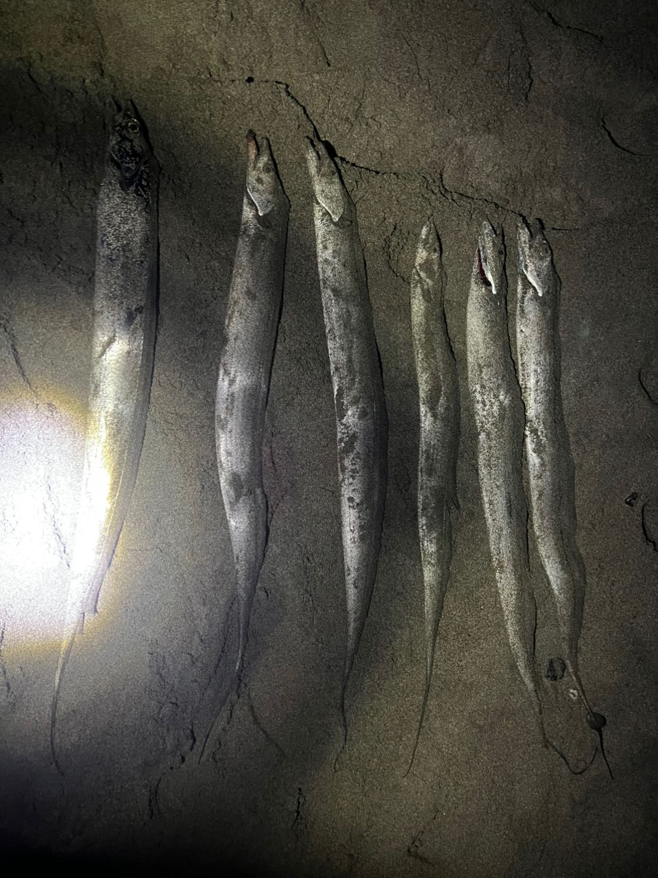 XESTA ランウェイSRF 10MLの最安値・インプレ・釣果 | 本音の口コミが