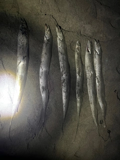 タチウオの釣果