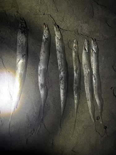 タチウオの釣果