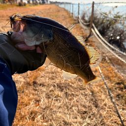 ラージマウスバス