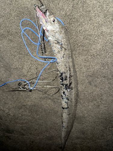 タチウオの釣果