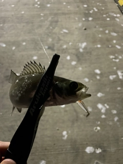 セイゴ（マルスズキ）の釣果