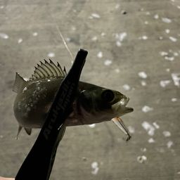 セイゴ（マルスズキ）