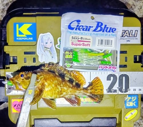 カサゴの釣果