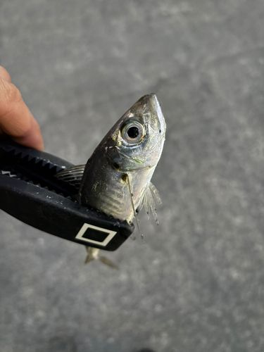 三陸海岸（青森）