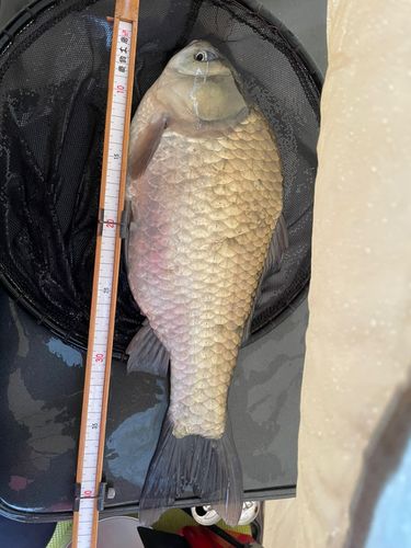 ヘラブナの釣果